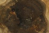 Polished Petrified Wood Round - Sweethome, Oregon #128593-1